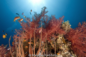 softcoral taken at the back of Woodhouse reef. by Stephan Kerkhofs 